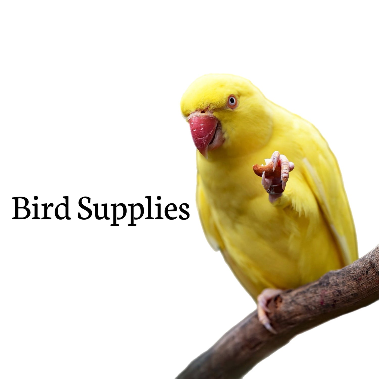 Bird Supplies