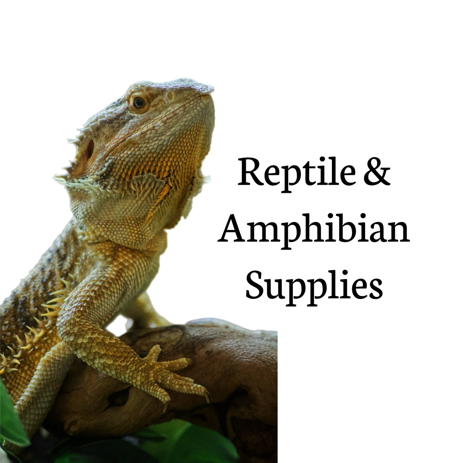 Reptile & Amphibian Supplies