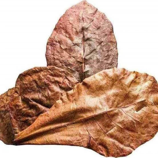 Indian Almond Leaves